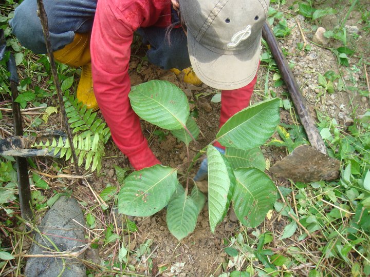 Planting seedlings (3).JPG